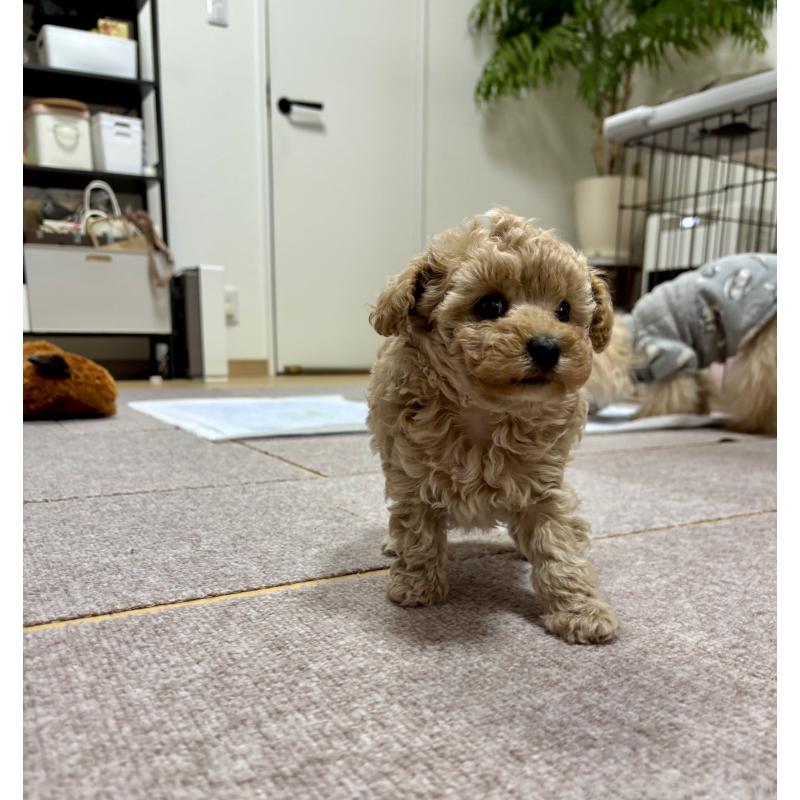 販売中の秋田県のタイニープードル-435872の4枚目