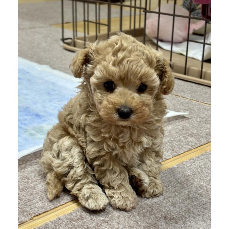 販売中の秋田県のタイニープードル-435872の3枚目