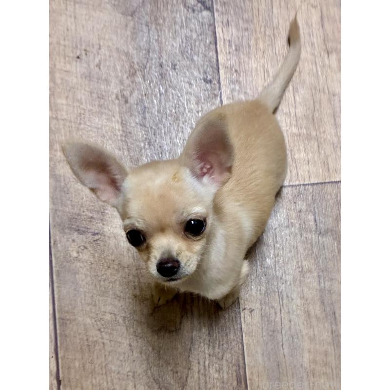 販売中の広島県のチワワ(スムースコート)-427962の7枚目