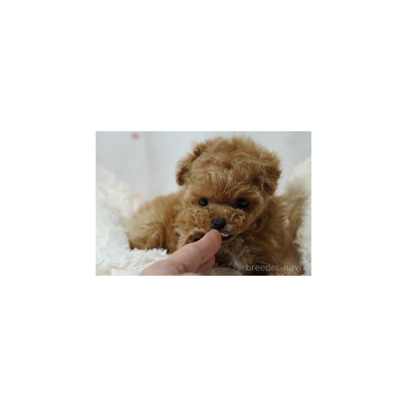 販売中の兵庫県のティーカッププードル-435852の6枚目