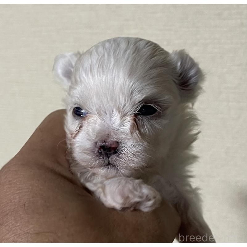 販売中の岡山県のマルチーズ-430378の7枚目