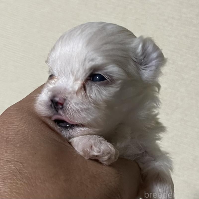 販売中の岡山県のマルチーズ-430378の6枚目