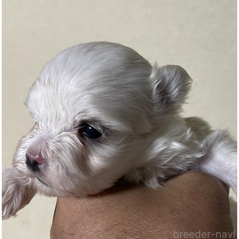 販売中の岡山県のマルチーズ-430378の4枚目