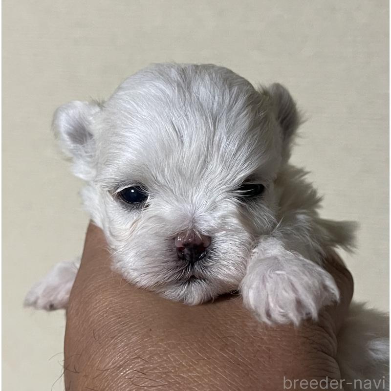 販売中の岡山県のマルチーズ-430374の5枚目