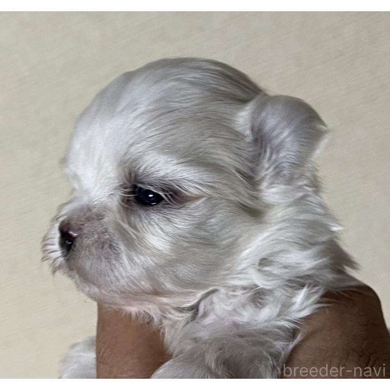 販売中の岡山県のマルチーズ-430374の4枚目