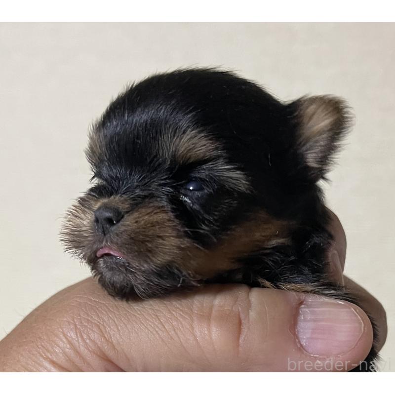 販売中の岡山県のヨークシャーテリア-431171の5枚目