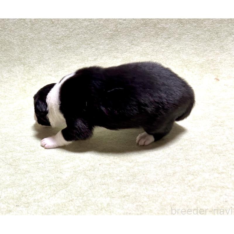 販売中の大阪府のボーダーコリー-435854の4枚目