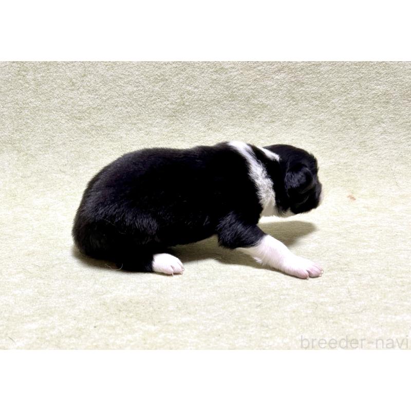 販売中の大阪府のボーダーコリー-435854の3枚目