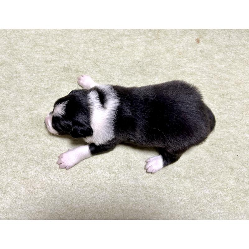 販売中の大阪府のボーダーコリー-435854の2枚目