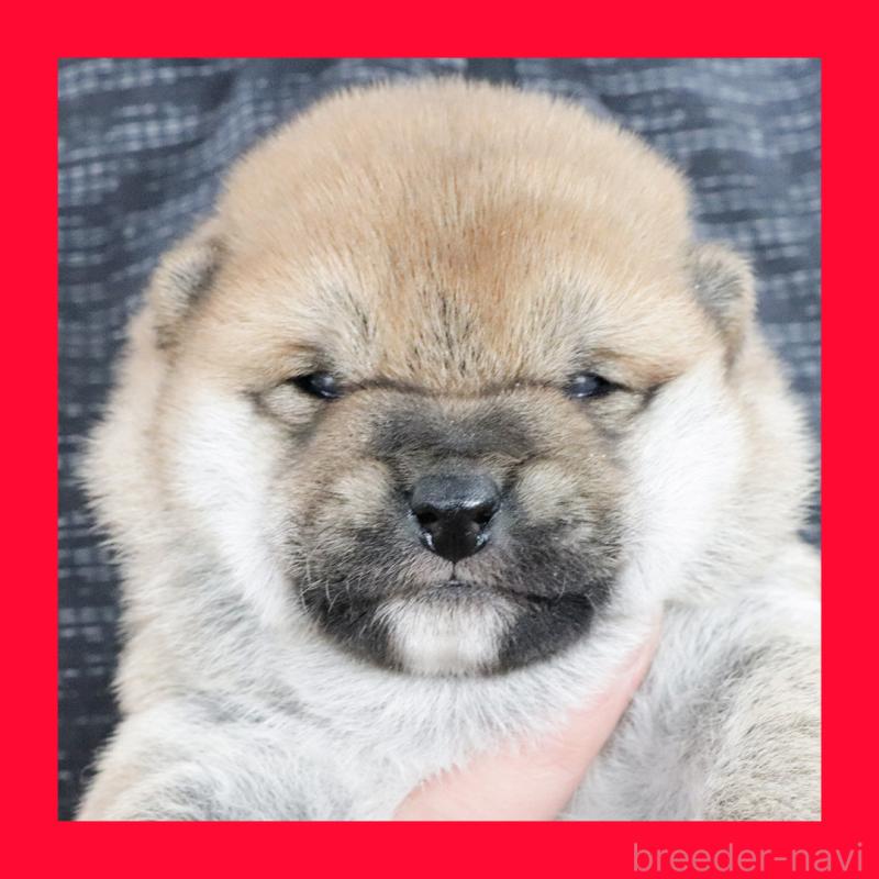 販売中の愛知県の柴犬-435853