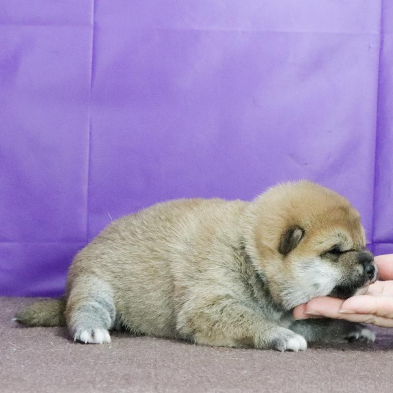 販売中の愛知県の柴犬-435853の3枚目