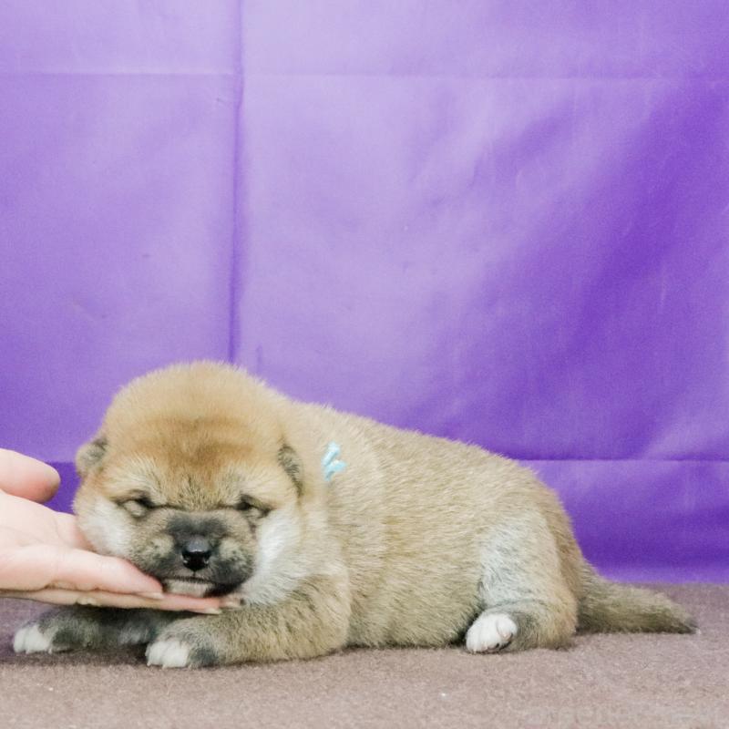 販売中の愛知県の柴犬-435853の2枚目