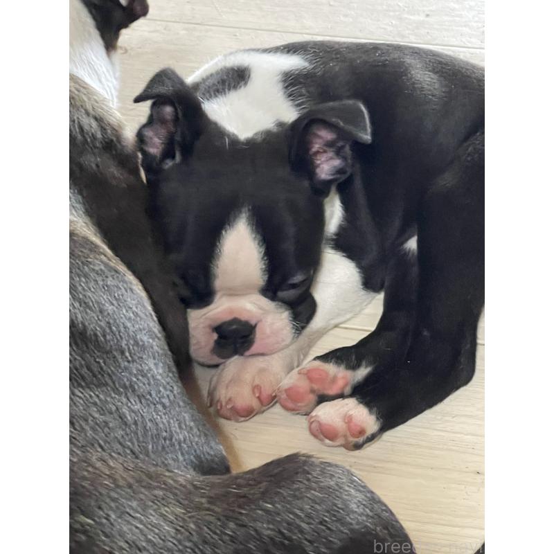 販売中の岡山県のボストンテリア-420781の2枚目