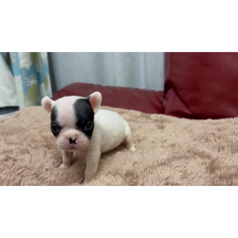 成約済の岡山県のフレンチブルドッグ-431019の4枚目