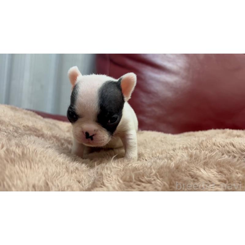 成約済の岡山県のフレンチブルドッグ-431019の3枚目