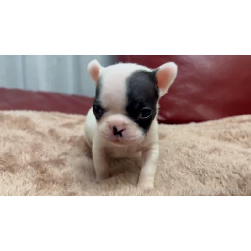 成約済の岡山県のフレンチブルドッグ-431019の2枚目