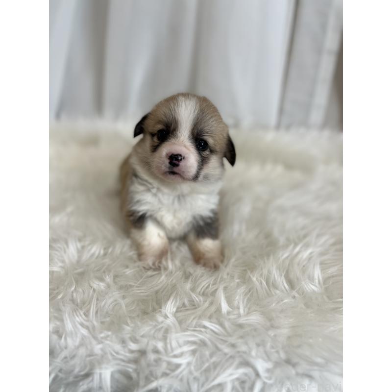 販売中の愛媛県のウェルシュコーギーペンブローク-435855の5枚目