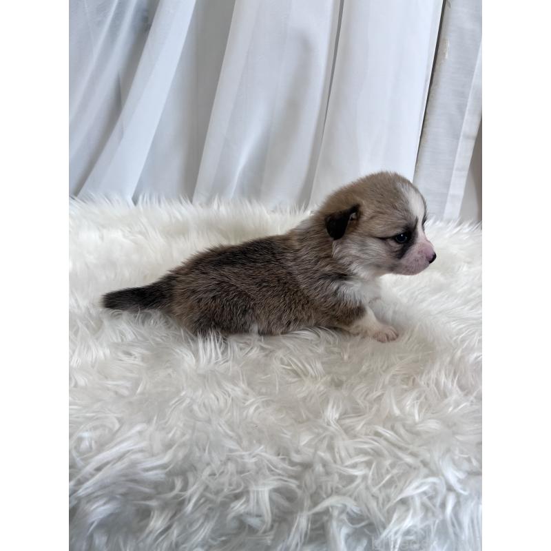 販売中の愛媛県のウェルシュコーギーペンブローク-435855の3枚目