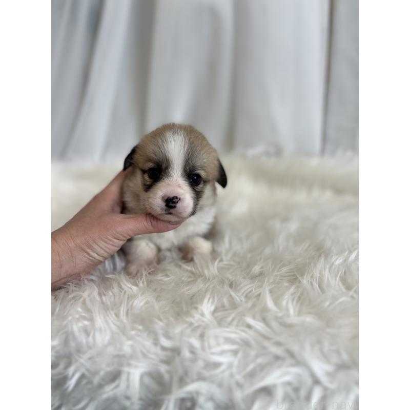 販売中の愛媛県のウェルシュコーギーペンブローク-435855の2枚目