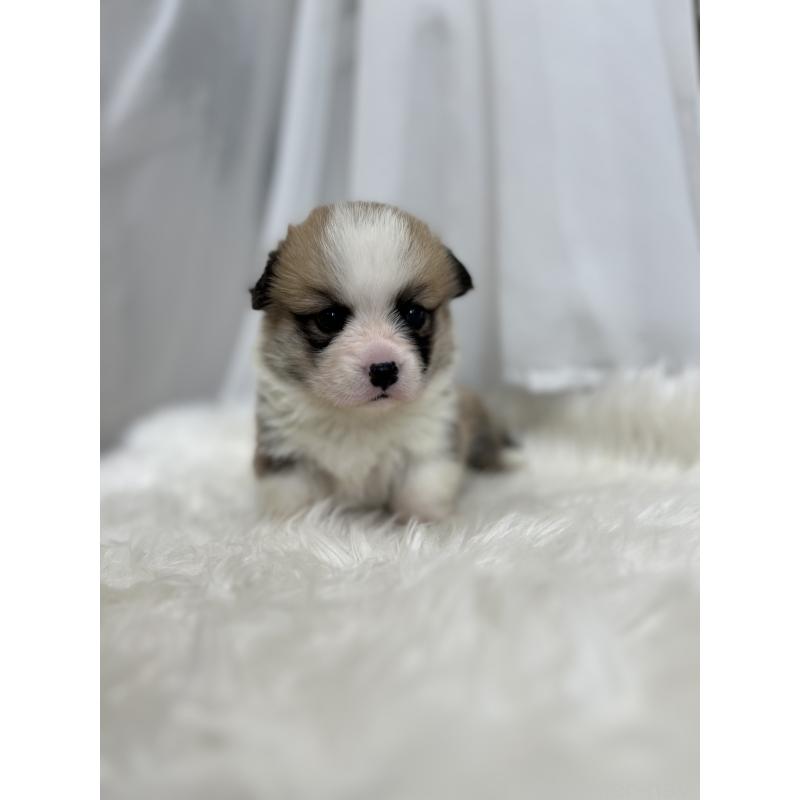 販売中の愛媛県のウェルシュコーギーペンブローク-435856の9枚目