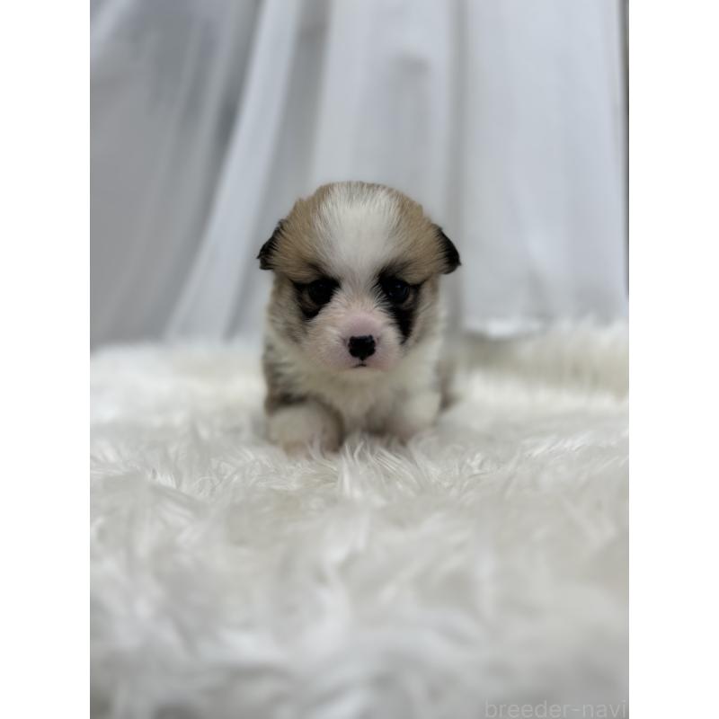 販売中の愛媛県のウェルシュコーギーペンブローク-435856の8枚目