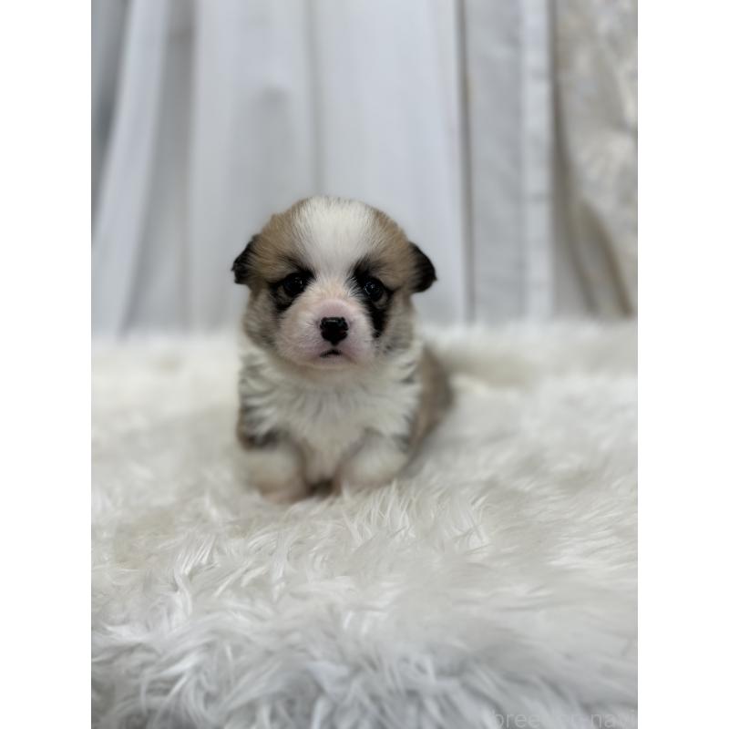 販売中の愛媛県のウェルシュコーギーペンブローク-435856の7枚目