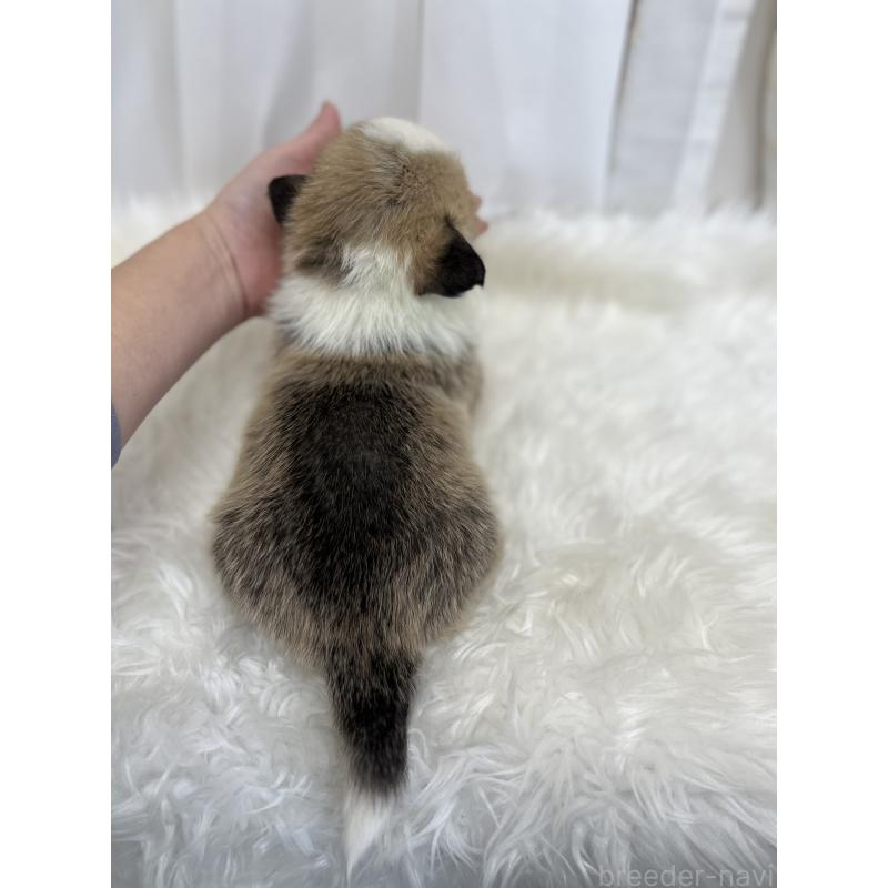 販売中の愛媛県のウェルシュコーギーペンブローク-435856の6枚目