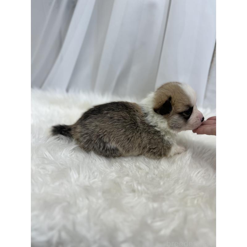 販売中の愛媛県のウェルシュコーギーペンブローク-435856の5枚目