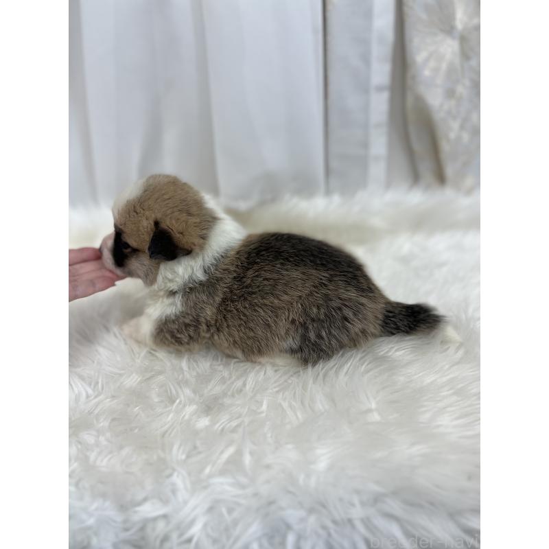 販売中の愛媛県のウェルシュコーギーペンブローク-435856の4枚目