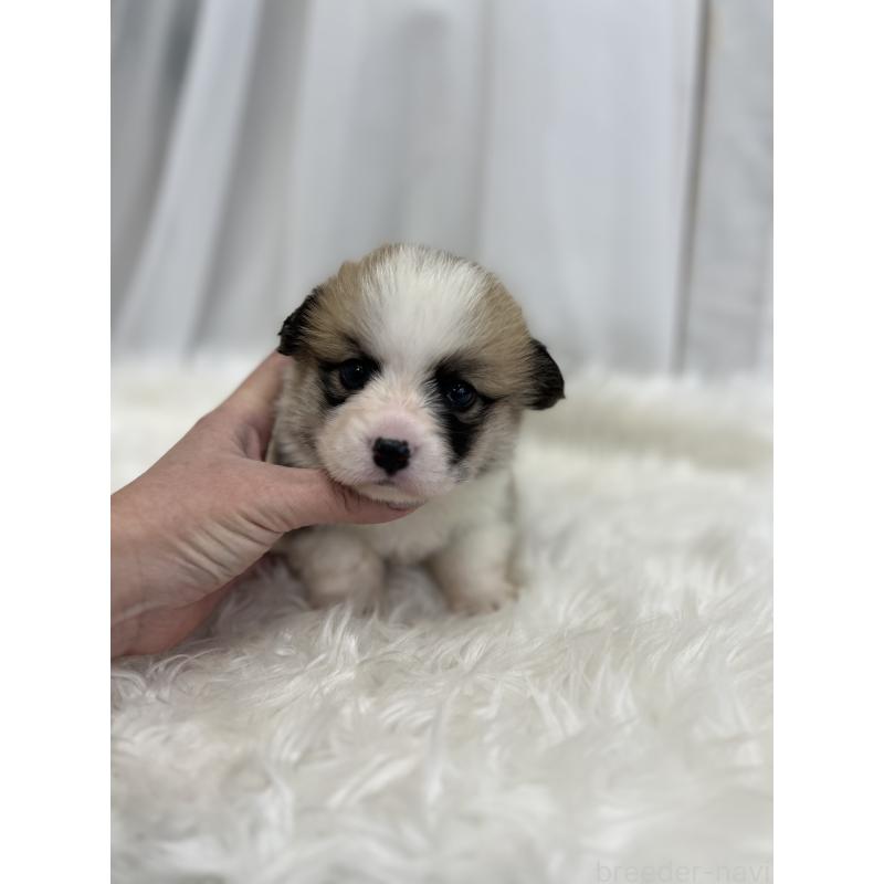 販売中の愛媛県のウェルシュコーギーペンブローク-435856の3枚目