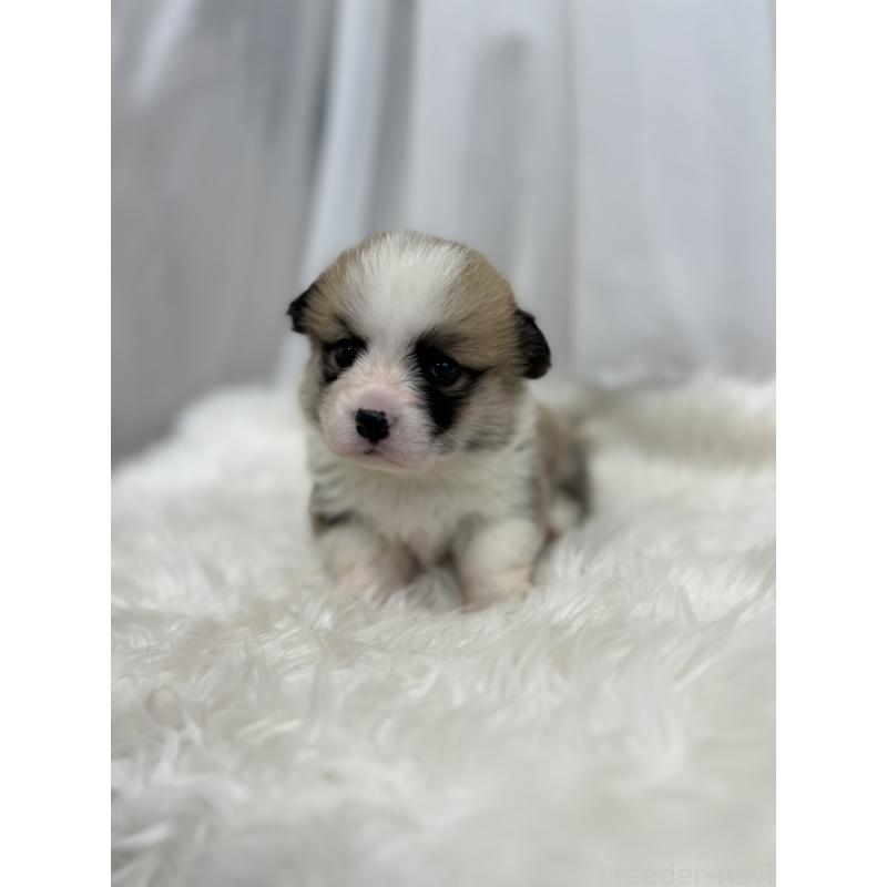 販売中の愛媛県のウェルシュコーギーペンブローク-435856の2枚目