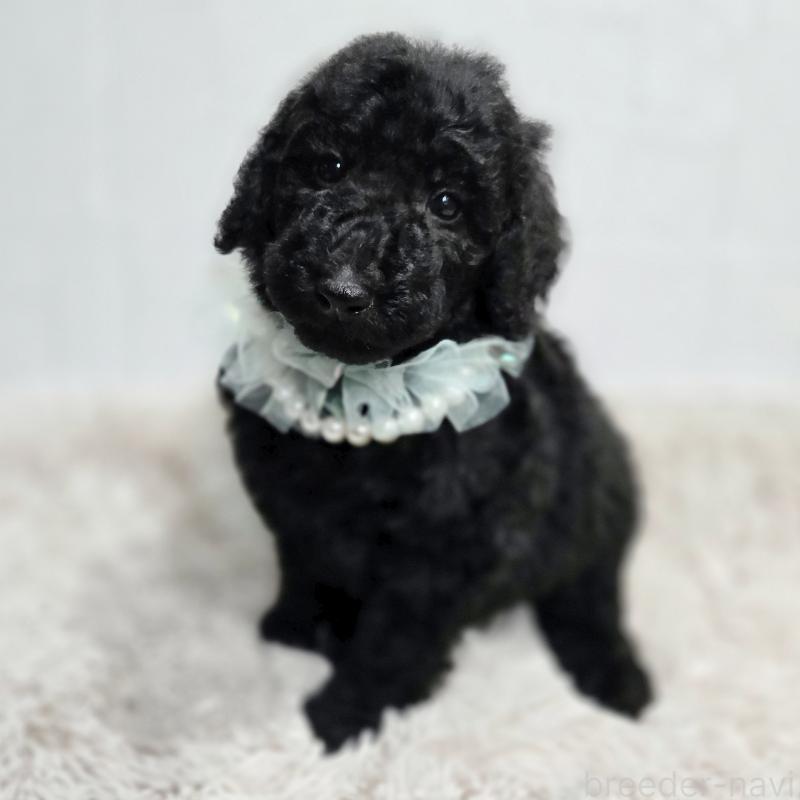 販売中の石川県のスタンダードプードル-435857の1枚目