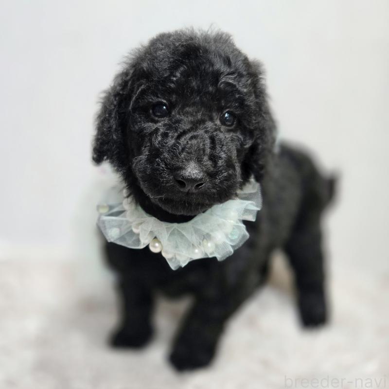 販売中の石川県のスタンダードプードル-435857の7枚目