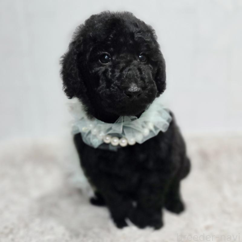 販売中の石川県のスタンダードプードル-435857の6枚目