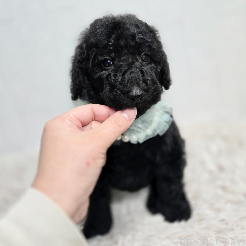 販売中の石川県のスタンダードプードル-435857の5枚目