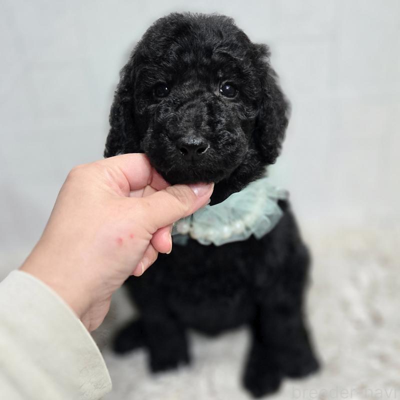 販売中の石川県のスタンダードプードル-435857の4枚目