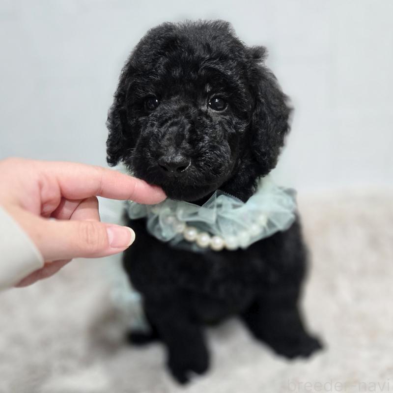 販売中の石川県のスタンダードプードル-435857の3枚目