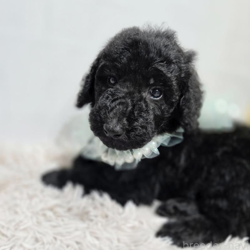 販売中の石川県のスタンダードプードル-435857の2枚目