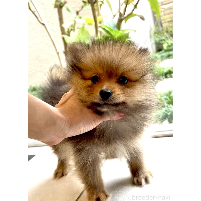 販売中の奈良県のポメラニアン-435748の12枚目