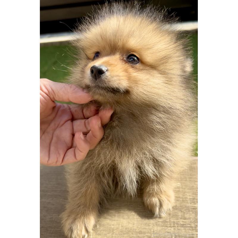 販売中の奈良県のポメラニアン-435748の9枚目