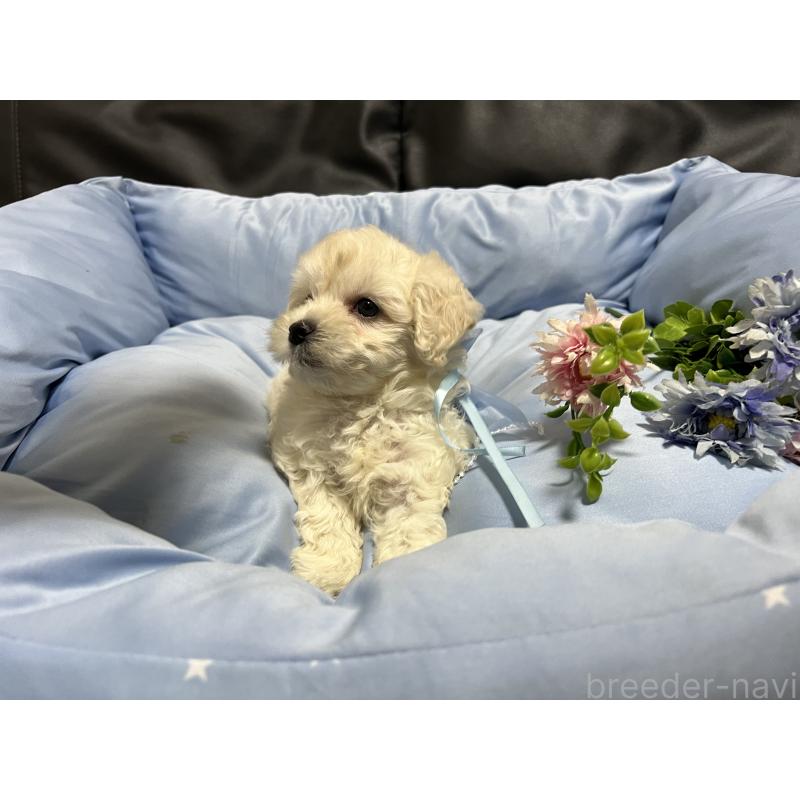 販売中の栃木県のミックス犬-435749の4枚目