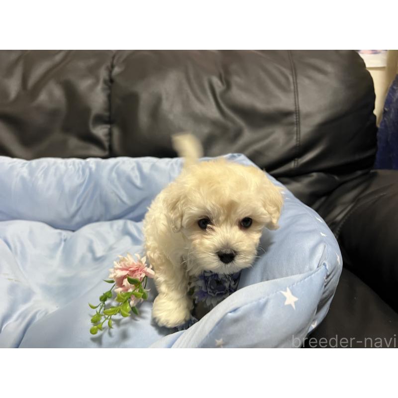 販売中の栃木県のミックス犬-435749の3枚目