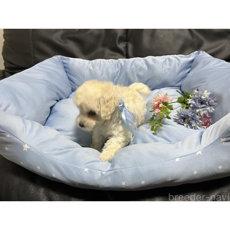 販売中の栃木県のミックス犬-435749の2枚目