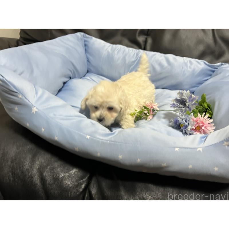 販売中の栃木県のミックス犬-435750の4枚目