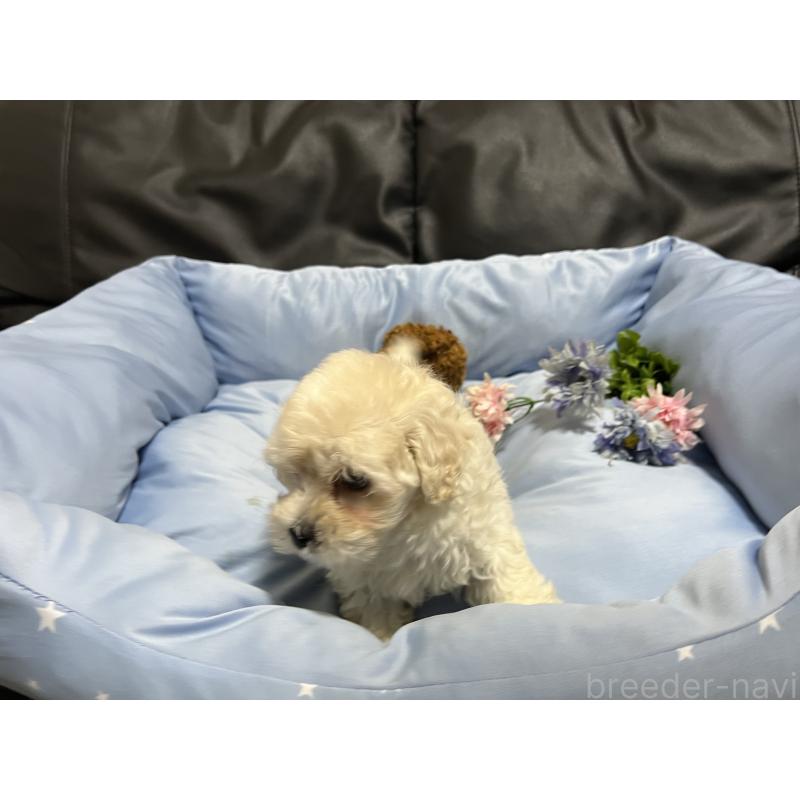 販売中の栃木県のミックス犬-435750の1枚目