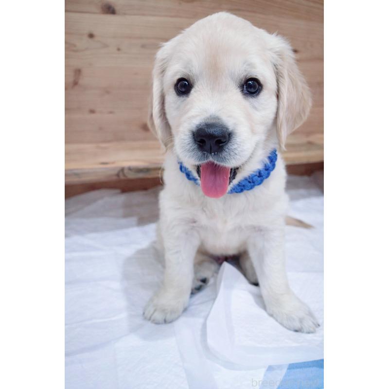 成約済の兵庫県のゴールデンレトリーバー-435133の2枚目