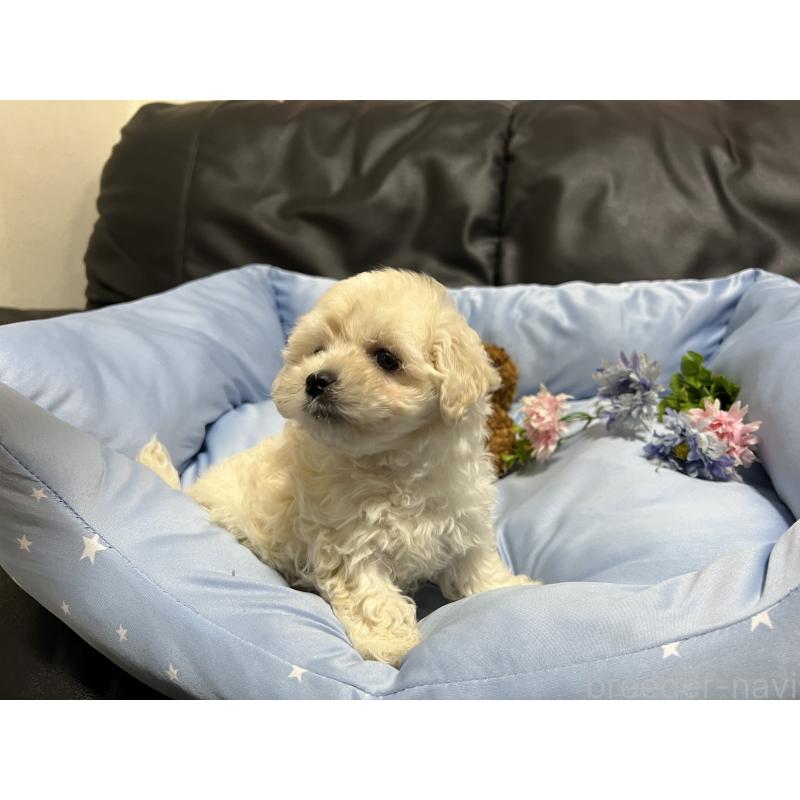 販売中の栃木県のミックス犬-435750の2枚目