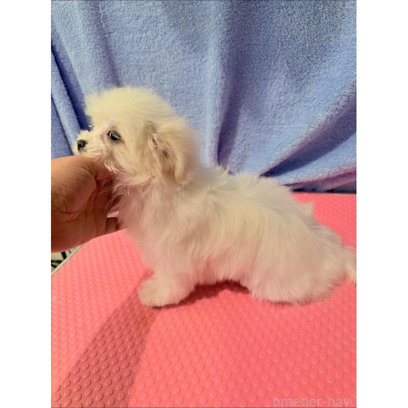 商談中の山形県のマルチーズ-426417の3枚目