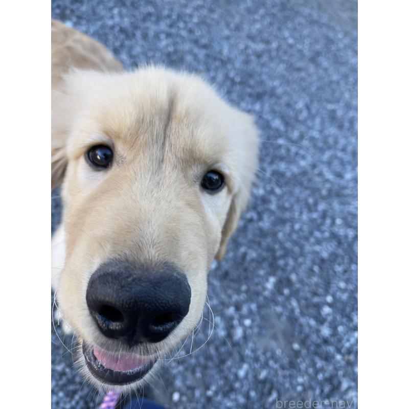 成約済の茨城県のゴールデンレトリーバー-410330の7枚目