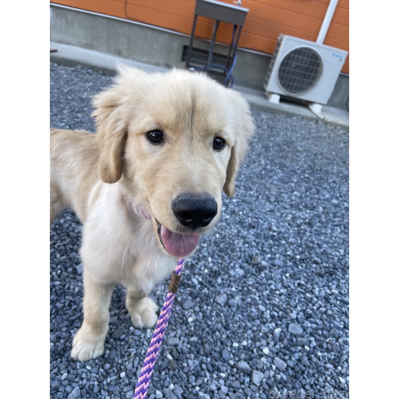 成約済の茨城県のゴールデンレトリーバー-410330の6枚目